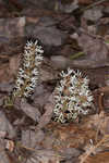 Allegheny spurge